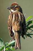 Common Reed Bunting