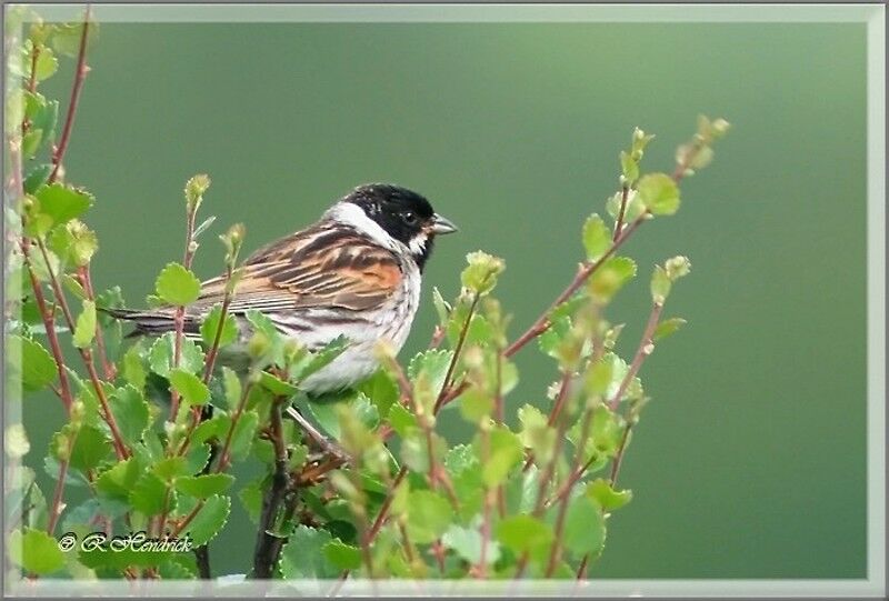 Common Reed Bunting