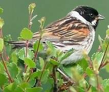 Common Reed Bunting