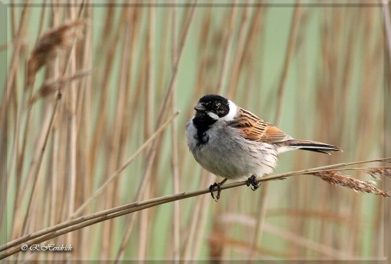 Common Reed Bunting