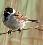 Common Reed Bunting