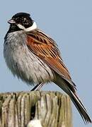 Common Reed Bunting