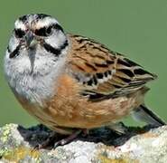 Rock Bunting