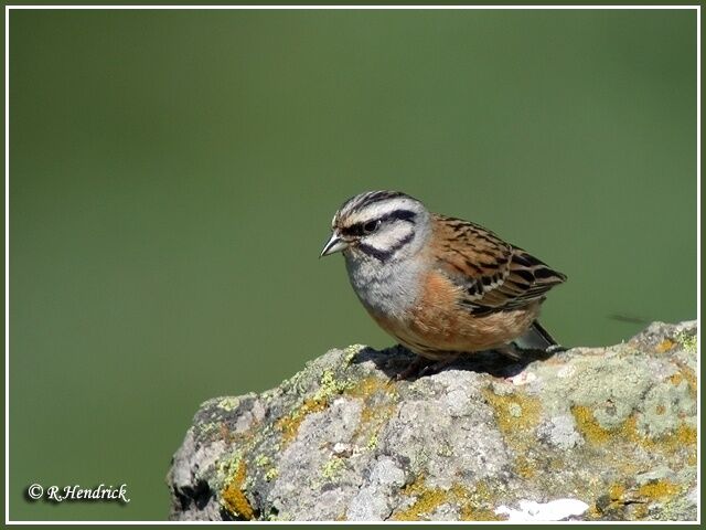 Rock Bunting