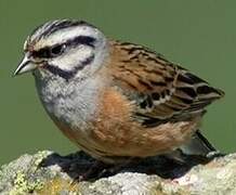 Rock Bunting