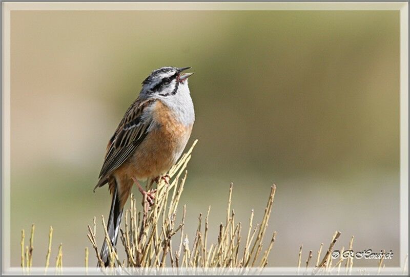 Rock Bunting