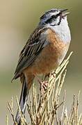 Rock Bunting