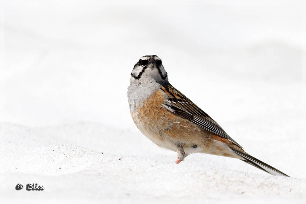 Rock Bunting