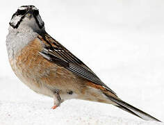 Rock Bunting