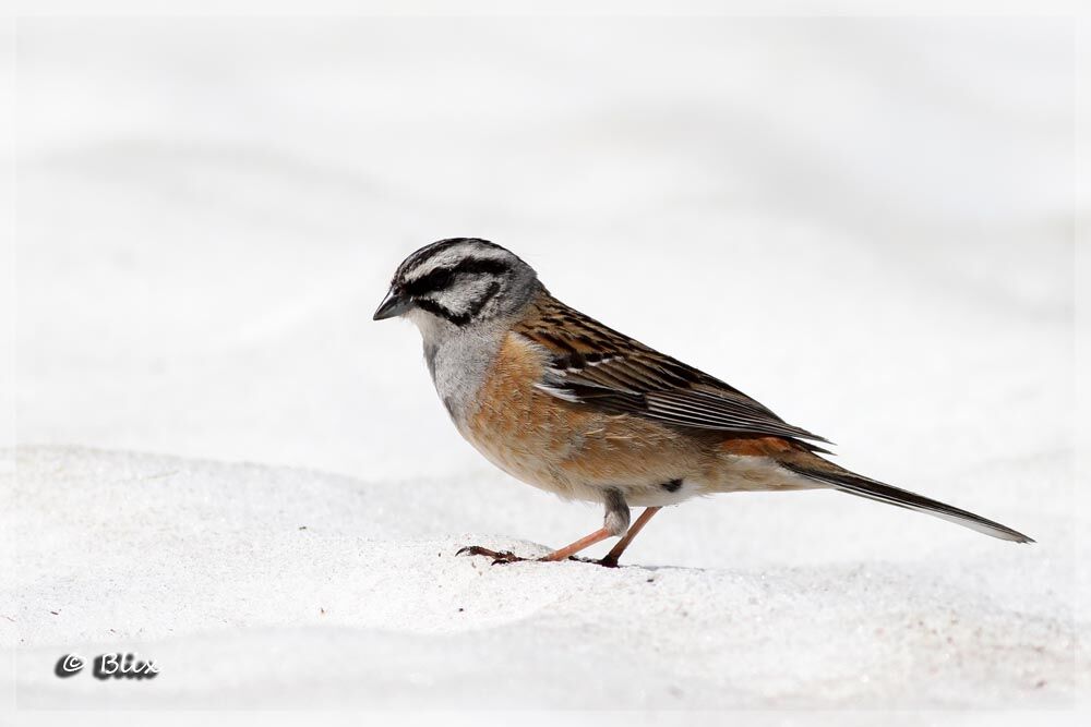 Rock Bunting