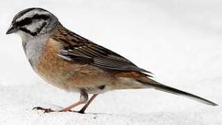 Rock Bunting