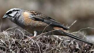 Rock Bunting