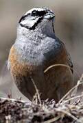 Rock Bunting