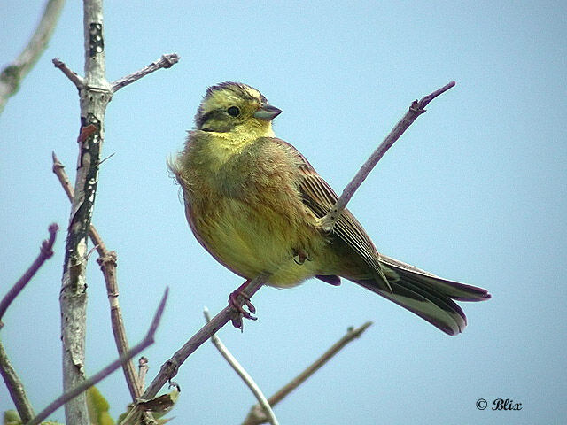 Bruant jaune