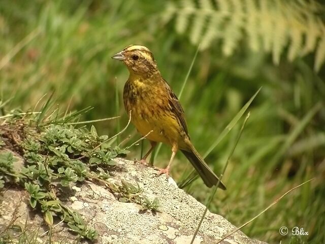 Yellowhammer