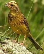 Yellowhammer