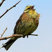 Bruant jaune