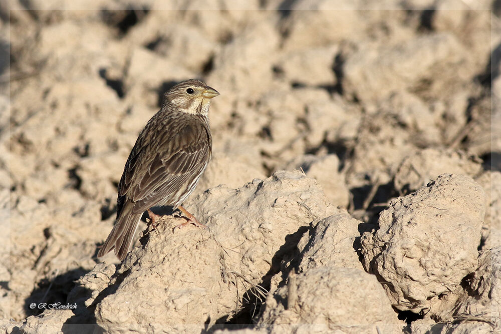 Corn Bunting