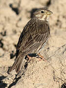 Corn Bunting