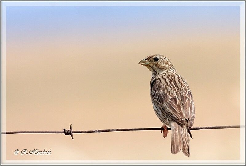 Corn Bunting