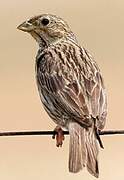 Corn Bunting