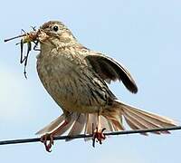 Corn Bunting