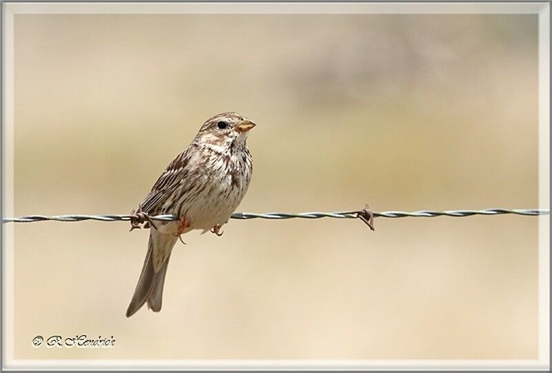 Corn Bunting