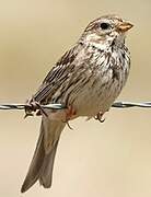 Corn Bunting