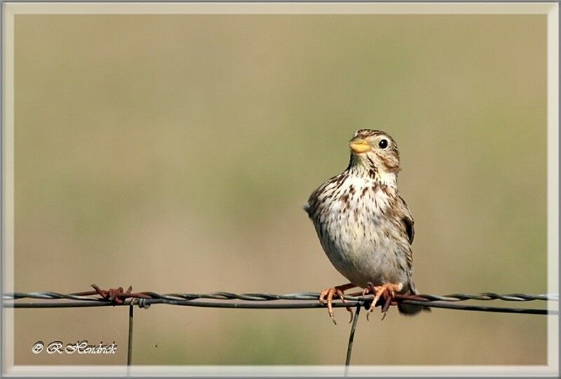 Corn Bunting