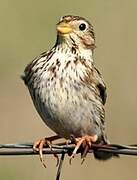 Corn Bunting