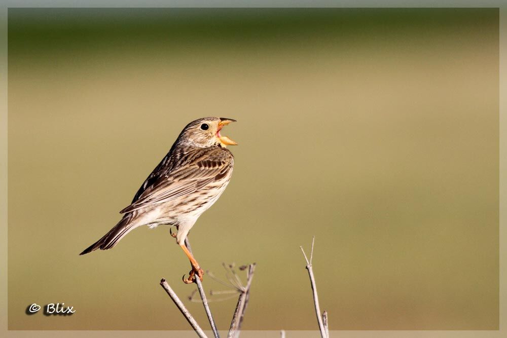 Corn Bunting