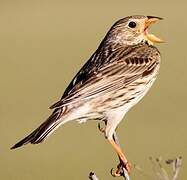 Corn Bunting