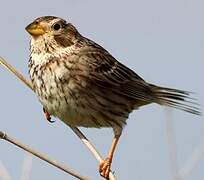 Corn Bunting