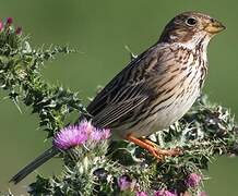 Corn Bunting