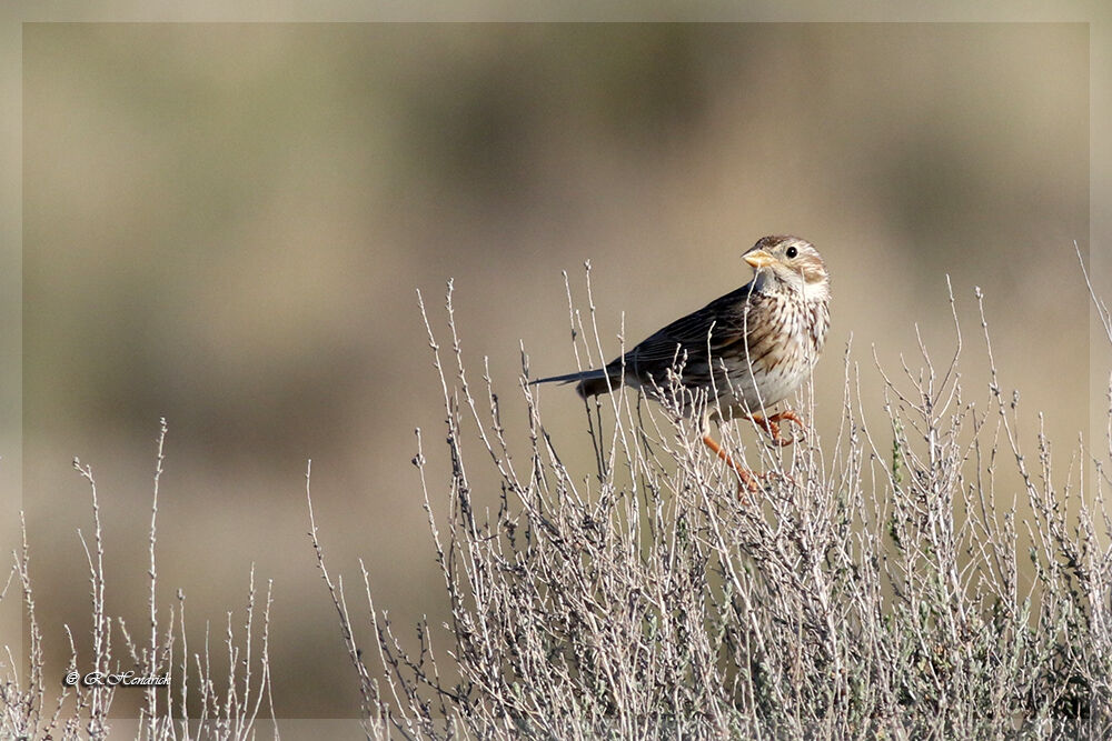 Corn Bunting