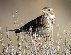 Corn Bunting