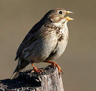 Corn Bunting