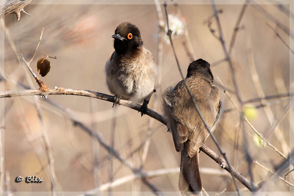 African Red-eyed Bulbul