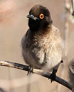 African Red-eyed Bulbul