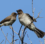 Bulbul des jardins