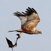 Western Marsh Harrier