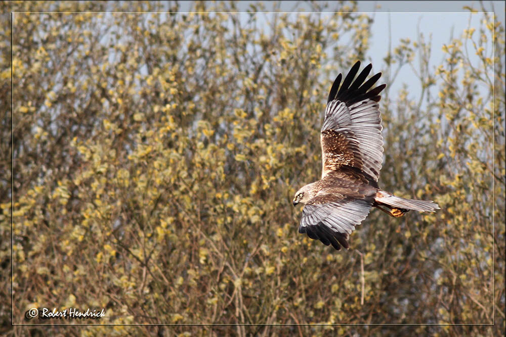 Western Marsh Harrier