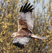 Western Marsh Harrier