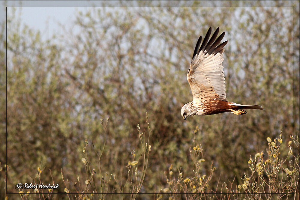 Western Marsh Harrier