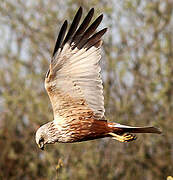 Western Marsh Harrier