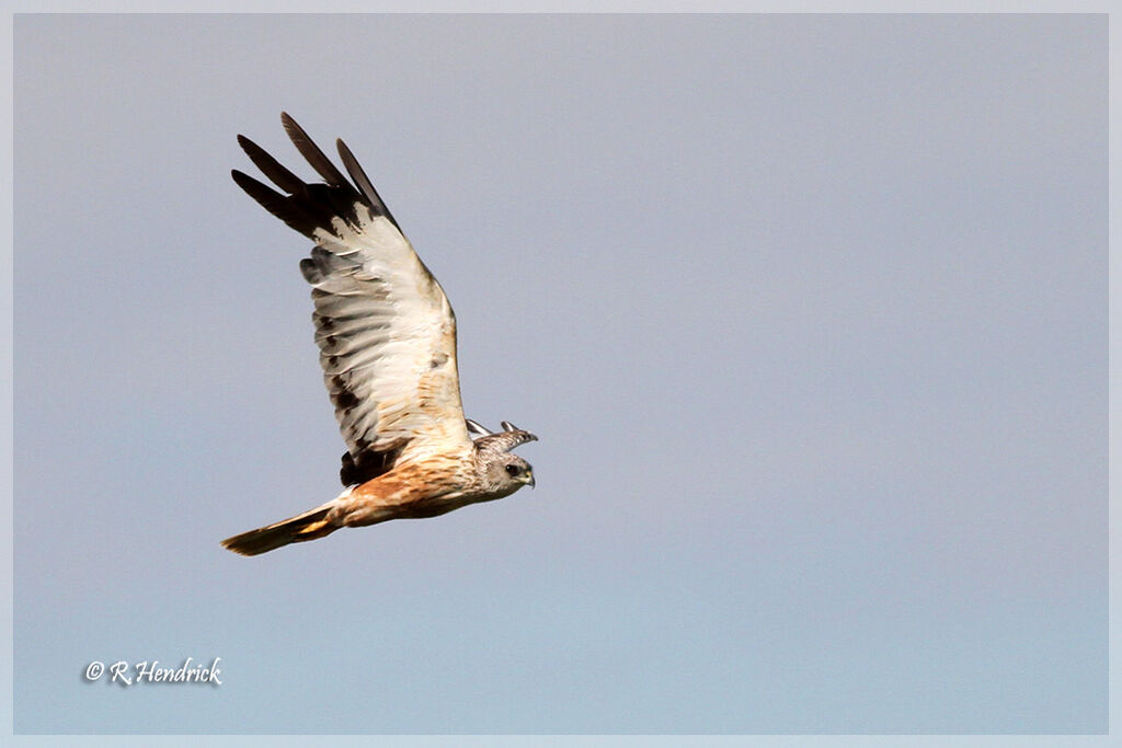 Western Marsh Harrier