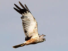 Western Marsh Harrier