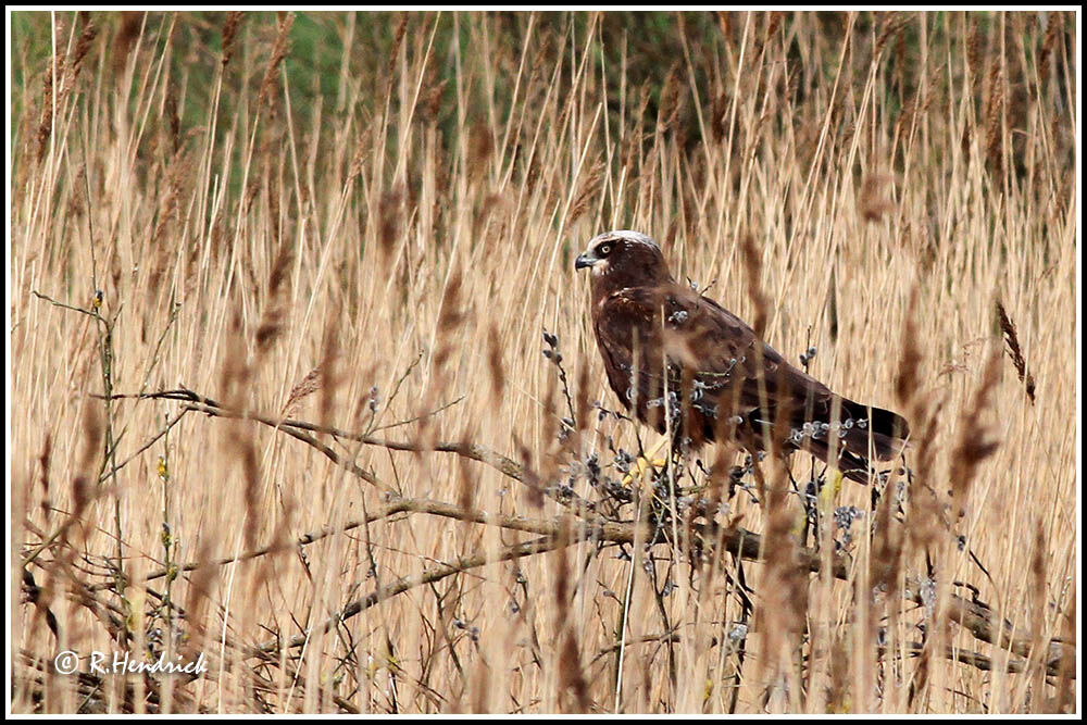 Western Marsh Harrier