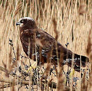 Western Marsh Harrier