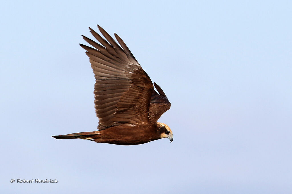 Western Marsh Harrier